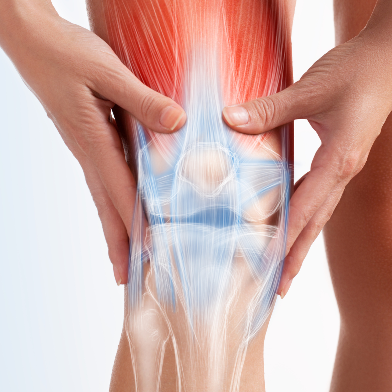 Anatomy of a knee with a transparent overlay showing muscles and bones, held by hands.